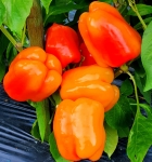 . Перец Flamingo