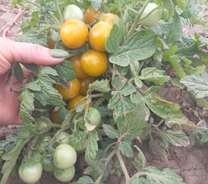 Сорт томата Fat Frog Micro Dwarf (Микро гном Толстая лягушка) - комнатные горшечные