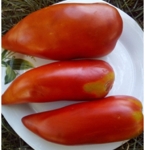 . Federle (Федерле)