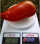 . Federle (Федерле)