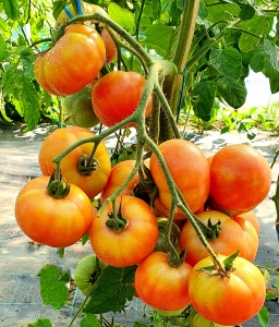 Семена томата сорта Giant Multiflora (Гигант Мультифлора) - Высокорослые округлые и плоско-округлые