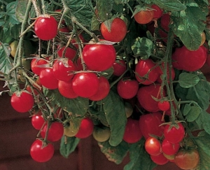 Семена сорта томата Садовая жемчужина - низкорослые черри