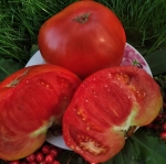 . Geante De Hott (Жанте Де Хотт)