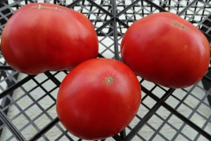 Семена томата сорта Gigantesque (Гигантескью) - Гиганты красные