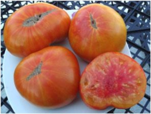 Семена томата сорта Golden Cherokee (Чероки Золотой) - Гиганты двуцветные