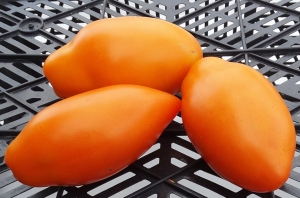 Семена томата сорта Золотой клык - Длинноплодные