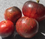 . Gondwana Lightning (Гном Молния Гондвана)