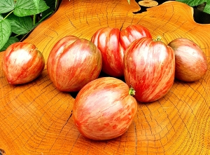 Семена томата сорта Dwarf Grail (Гном Грааль) - Гномы