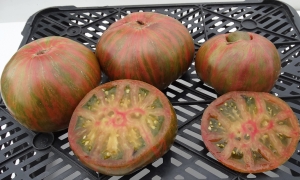 Семена томата сорта Harvard Square (Гарвардский сквер) - Гиганты двуцветные