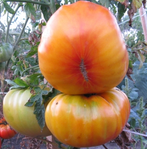 Семена сорта томата Гавайский ананас (Hawaiian Pineapple) - Гиганты двуцветные