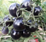 . Helsing Junction Blues