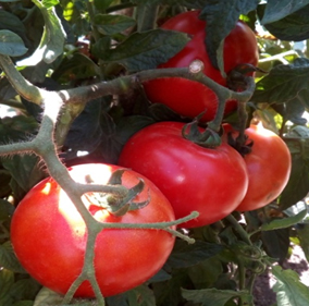 Сорт томата сорта Homestead-24 (Ферма-24) - Среднерослые