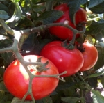 . Homestead-24 (Ферма-24)