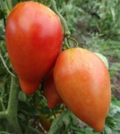 . Japanese Oxheart (Японское Бычье сердце) 