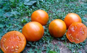 Семена томата сорта Jeremy's Stripes Dwarf (Гном полосатый Джереми) - Гномы