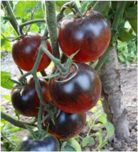 Семена томата сорта Kaleidoscopic Jewel (Калейдоскопическое сокровище) - синие