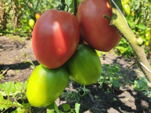 Семена сорта томата Kalman’s Hungarian Pink (Кальмана Венгерский розовый) - Высокорослые сливовидно-овальные