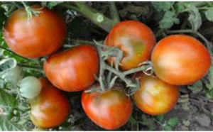 Семена томата сорта Kangaroo Paw Brown (Коричневая Лапа Кенгуру) - Гномы