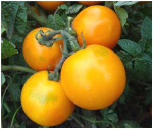 Семена томата сорта Kangaroo Paw Yellow (Желтая лапа Кенгуру) - Гномы