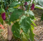 . Баклажан Kashmiri Brinjal (Кашмирский Бринджал)