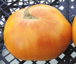 Семена томата сорта Kellogg’s Breakfast Cross (Завтрак Келлога Гибрид) - Супер - гиганты