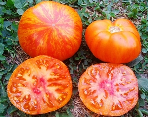 Семена томата сорта Kozula 126 + Czarny Cagany - Гиганты двуцветные