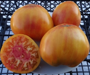 Семена сорта томата Kozula 156 (Козула 156) - Гиганты сердцевидные