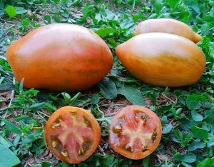 Семена томата сорта Kozula 90 (Козула 90) - Полосатые томаты