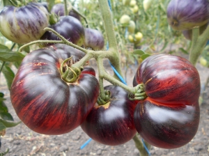 Семена сорта томата Lovely Lush (Сочная красотка) - Гиганты двуцветные