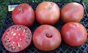 Семена томата сорта Marainna`s Peace + Cherokee Purple - Гиганты розовые