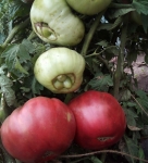 . Marianna`s Peace + Cherokee Purple 