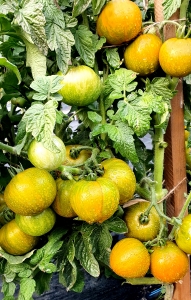 Семена томата сорта Dwarf Mint Streak (Гном мятная полоса) - Гномы