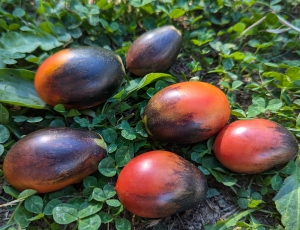 Семена сорта томата Mocha's Cherry Plum (Слива черри Мокко) - Гномы