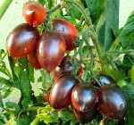 . Mocha's Cherry Plum (Слива черри Мокко)