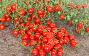 Семена томата сорта Myriam (Мириам) (Тип Мультифлора) - Высокорослые «черри» (балконные томаты)