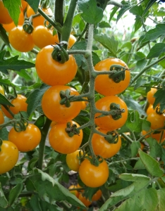 Семена томата сорта Maleria (Малерия) - Высокорослые «черри» (балконные томаты)