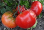 . Marmande Garnier Rouge Big