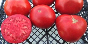 Семена сорта томата Maryland Red (Мэриленд красный) - Гиганты красные