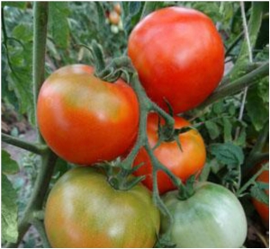 Семена томата сорта Novosadski Jabuchar (Новосадский яблочный) - Среднерослые