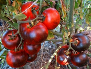 Семена томата OSU Blue Striped (OSU Синий Полосатый) - синие