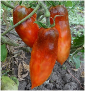 Семена томата сорта OSU O Blonde Avec Tetons - Синие