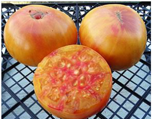 Семена томата сорта Oaxacan Jewel (Оаксаканская драгоценность) - Гиганты двуцветные