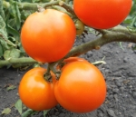 . Orange Tree (Оранжевое Дерево)