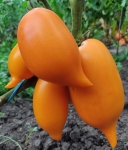 . Orange Walk (Оранжевая Прогулка)