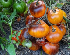 Семена сорта томата P-20 + Beauty King - Синие