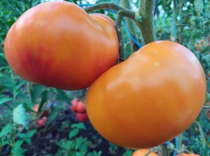 Семена томата сорта Paw Paw Yellow - Гиганты двуцветные