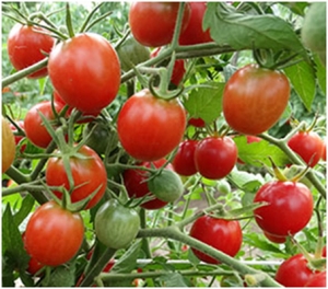Семена томата сорта Pink Niblet’s - Высокорослые «черри» (балконные томаты)