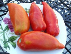 Семена томата сорта Polish Linguisa (Польский Томат) - Длинноплодные