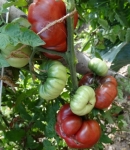 . Purple Calabash (Пурпурный Калабаш)