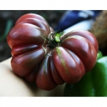 . Purple Calabash (Пурпурный Калабаш)